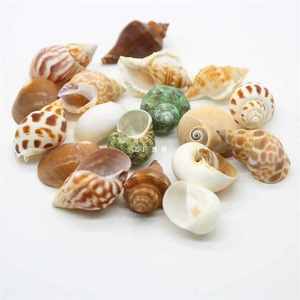 Hot <span class=keywords><strong>Sale</strong></span> Polierte natürliche Meeres schnecke Muschel schale Elfenbein Handwerk für Strand dekor Kleine Einsiedler krabben schalen für Souvenirs - Product Image 5