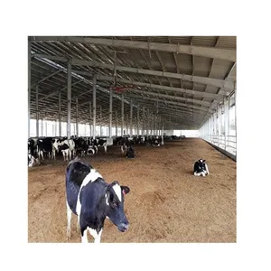 Prefab steel structure building dairy cow farm shed