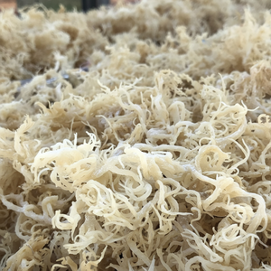 Bolsa de algas secas Laver de alta calidad de la mejor marca Procesamiento de sabores sazonados Mejor precio Exportación MAR MUSGO de Vietnam - Product Image 1