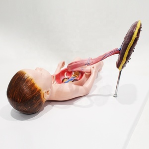 Modèle anatomique magnifié de l'œil et de l'orbite pour l'<span class=keywords><strong>ophtalmologie</strong></span> et l'enseignement de la structure oculaire humaine CE/ISO/ROHS/CNAS - Product Image 2