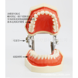 Modelo Dental de Goma Blanda para Práctica de Preparación Dental con Diente Extraído de Resina Reemplazable para Limpieza y Obturación de Dientes - Product Image 5