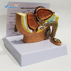 Modèle miniature d'anatomie sagittale du bassin masculin ; outil pédagogique pour les systèmes reproducteur et urinaire masculins ; outil de formation pratique - Product Image 3