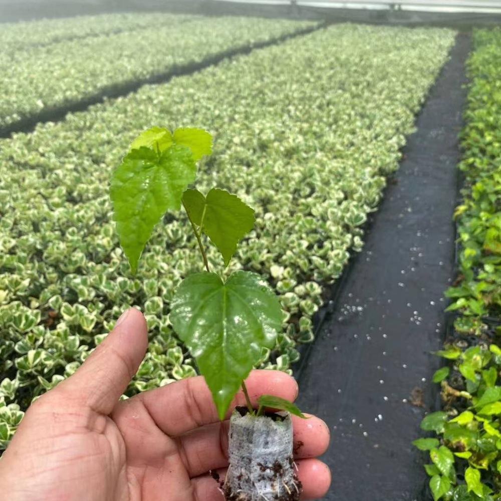 Завод рассады фонарь с цветочным узором