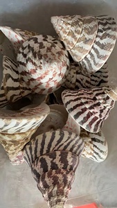 3.5 "-4.3" coquille de crabe ermite tour rouge escargot souvenir touristique jouet pour enfants mer Consh coquille ornement