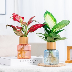 Vase à fleurs hydroponique en verre d'imitation en <span class=keywords><strong>plastique</strong></span> Transparent résine d'aromathérapie <span class=keywords><strong>Pot</strong></span> de couleur d'affichage des racines de table plante verte petite - Product Image 1