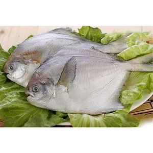Poisson Pomfret Argenté Blanc <span class=keywords><strong>Prix</strong></span> Poisson Pompano Congelé Pomfrets Argentés Congelés - Product Image 2