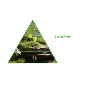 Vente en gros de bougie au parfum de mousse de forêt à haute concentration Huile parfumée <span class=keywords><strong>Base</strong></span> d'huile liquide en vrac pour diffuseur de bougie Saveur industrielle - Product Image 2