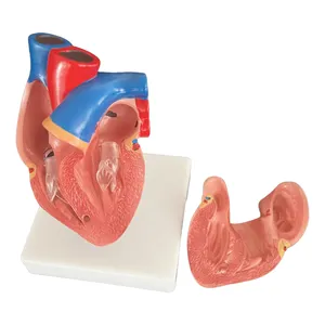 Gelişmiş 3D öğretim kaynakları yetişkin İnsan anatomisi 2 bölüm yaşam boyutu anatomik tıp bilimleri kardiyak anatomik kalp modeli