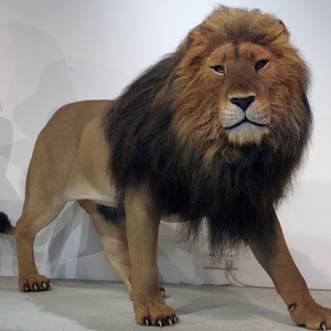 Statue de lion réaliste avec poils implantés à la main, collection de musée sur le thème de l'histoire <span class=keywords><strong>naturelle</strong></span>, à vendre - Product Image 5