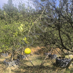 HOKBG, venta al por mayor, barato, <span class=keywords><strong>100</strong></span> galones, 400 <span class=keywords><strong>litros</strong></span>, 90x65cm, <span class=keywords><strong>maceta</strong></span> de plástico negro, jardín al aire libre, flor, vivero, bolsa de cultivo de plantas para mandarina - Product Image 6