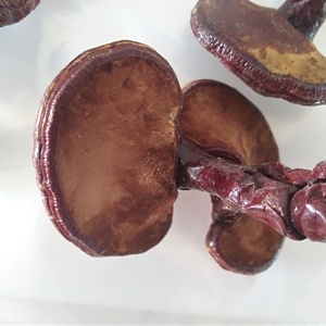 เห็ดหลินจือเห็ดหลินจือเห็ดหลินจือธรรมชาติออร์แกนิคแห้งทั้งตัว - Product Image 3