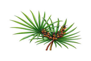 100% منشار بالميتو مسحوق/مستخلص بالميتو رأى/منشار بالميتو مستخلص فاكهة - Product Image 3