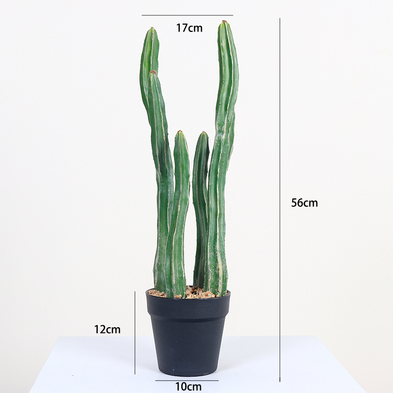 56cm