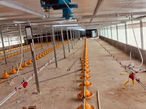 Comederos Automáticos Duraderos para Aves de Corral con Garantía - Product Image 4