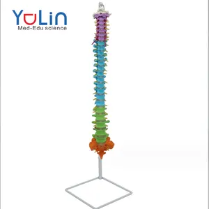 의학 과학 해부학 척추 모델 플라스틱 해골 85cm 컬러 유연한 척추 기둥 모델