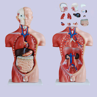 Anatomía médica de 42CM, modelo de anatomía del Torso humano femenino, 15 piezas para enseñanza médica