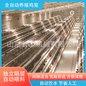 Cage à poulets de type A en grillage métallique automatique à étages pour l'élevage avicole - Product Image 5
