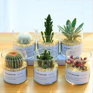 Vase en verre en pot à haute teneur en borosilicate cylindrique clair Pot de fleurs en verre d'<span class=keywords><strong>hydroculture</strong></span> succulente de Style européen nordique Simple - Product Image 2