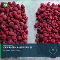 Frambuesas Congeladas XMSD LQF con Empaque a Granel, Soluciones OEM y de Marca Privada para Importadores y Marcas de Alimentos