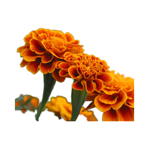 Высококачественный 5% экстракт цветка Лютеина Календулы Порошок пищевой для здоровья глаз - Product Image 3