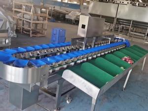 Machine de triage pondéral industrielle pour écrevisses / Machine de calibrage pour yabbies / Machine de pesage pour crabes - Product Image 6