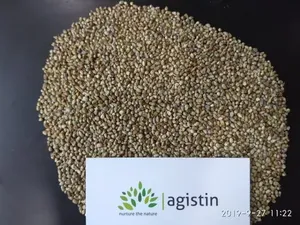 Millet vert de qualité supérieure Agistin, qualité premium, alimentation humaine, grain entier, naturel, sec - Product Image 2