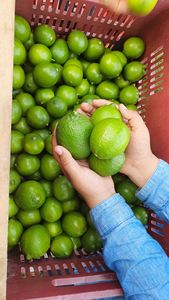 Limones Premium sin semillas al por mayor, proveedor de productos agrícolas naturales frescos de Vietnam 100% - Product Image 2