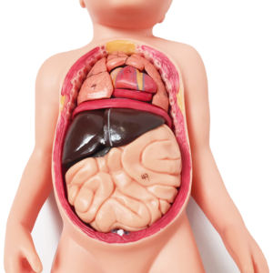 Simulateur de formation de compétences en soins infirmiers poupées d'enseignement médical Silicone nouveau-né bébé modèle avec organes internes cordon ombilical Placenta - Product Image 5