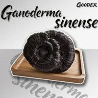 Grote hoeveelheden gedroogde zwarte Reishi-paddenstoel (Ganoderma sinense), gekweekt, natuurlijk, eetbaar.