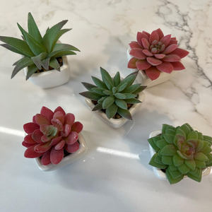 Gran oferta de <span class=keywords><strong>suculentas</strong></span> falsas realistas personalizables que no se desvanecen <span class=keywords><strong>plantas</strong></span> <span class=keywords><strong>suculentas</strong></span> artificiales en maceta para decoración de oficina en casa - Product Image 6