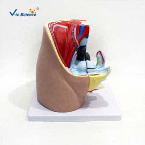 Modello Anatomico Avanzato del Pelvi Femminile Umano - Product Image 1