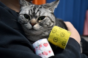 Color puro no tejido autoelástico tatuaje agarre Flexible estiramiento dedo muñeca tobillo veterinario envoltura patrón personalizado tipo deportivo - Product Image 5