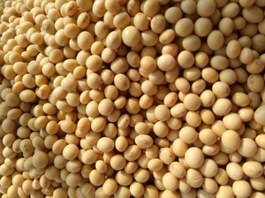 Nihewan Label Kustom Kemasan Kecil Kedelai - Product Image 4