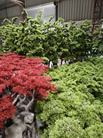 Bonsaï artificiel décoratif en pin vert, plante en pot avec fil de plastique et de fer pour la maison ou le jardin, 180 cm