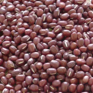 2022 Crop Adzuki Bean Small Red Bean 4 5mm 6 0mm Max Bag Gold Bulk Style Packaging colore peso origine tipo dimensioni prodotto essiccato