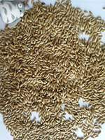 Mélange de graines de tournesol de petite taille pour millet d'alpiste en vrac