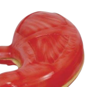 Modèles médicaux ADA ADA-304A/ADA-306 : Nouveaux modèles de cerveau et d'estomac pour la démonstration des maladies, outil pédagogique médical, Shanghai - Product Image 4