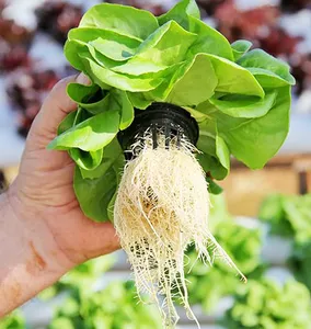 Chậu Lưới Nhựa Thủy Canh Giỏ Lưới Nồi Lộn Xộn Cốc Lưới 3Inch Lưới Không Đất Thủy Canh - Product Image 6