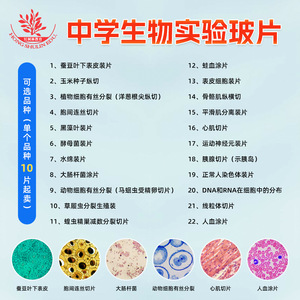 เซลล์หนังกำพร้าในช่องปาก, เซลล์ประสาทมอเตอร์บริเวณปลายรากข้าวโพด, สไลด์สำหรับการสังเกตด้วยกล้องจุลทรรศน์สำหรับการสอบระดับมัธยมต้นที่ขายดี - Product Image 5