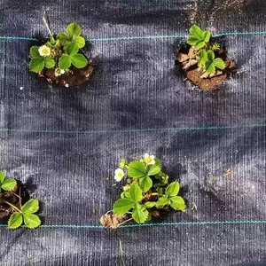 <span class=keywords><strong>Malla</strong></span> Antihierbas de HDPE y PP, <span class=keywords><strong>Malla</strong></span> de Cobertura para el Suelo, Rollo de Tela <span class=keywords><strong>Anti</strong></span>-UV para Agricultura, Invernaderos y Jardines - Product Image 5