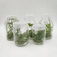 Tissue Culture Container Glass Jar with Plastic Lid