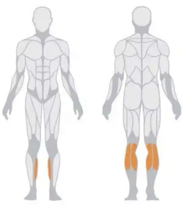 Plaka Yüklemeli Makineler Baldır Kaldırıcı. Oturmalı Baldır Kaldırma Fitness Aleti Spor Salonu Makinesi - Product Image 6