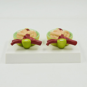 चिकित्सा विज्ञान मानव आंतरिक संरचना मूत्र प्रोटीन 2 घटक मॉडल शिक्षण संसाधन प्रयोगात्मक आपूर्ति - Product Image 4