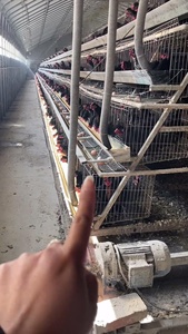 Bền Gia Cầm Lồng Cho Lớp Gà Từ Mozambique Nuôi Điều Kiện Mới Chim Động Vật Lồng Được Sử Dụng Trong Gia Cầm Nuôi - Product Image 6