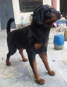 Estatua de Perro Rottweiler de Tamaño Real, Moderna y Realista, de Cuero Genuino, Accesorio de Halloween para Decoración del Hogar, Fotografía, Cumpleaños, Diwali - Product Image 2