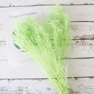 Usine nouveau produit préservé fleur séchée <span class=keywords><strong>Dream</strong></span> Star pour la maison/mariage/parc/décoration de fête - Product Image 4