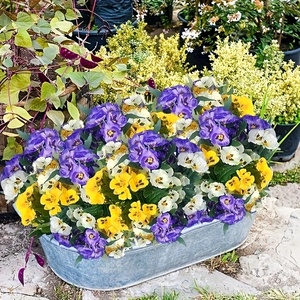 6 Mazzi di Fiori Artificiali Realistici di Pansé - Fioriture in Plastica Resistenti alle Intemperie per Uso Interno/Esterno - Product Image 6