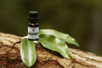 Huiles Essentielles de Mandravasarotra (Saro) à Marque Blanche – Huile Botanique Africaine Exclusive, Plante Endémique de Madagascar, 100% Pure, 3 Ans de Maturation