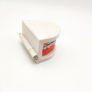 Modelo tipodont de laboratorio Dental, modelo de diente falso, modelos de entrenamiento para cepillo, entrenamiento y práctica - Product Image 5