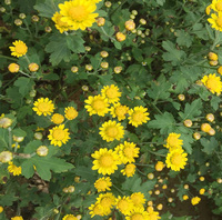 Wildes Chrysanthemenöl Ätherisch 100% Reiner Pflanzenextrakt für Kerzen-Essenz Parfüm Aromatherapie Duschgel & Hautpflege
